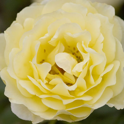 Rosa 'Yellow Submarine'