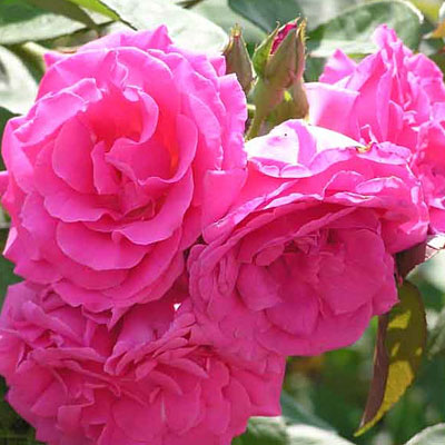 Rosa 'Zephirine Drouhin'
