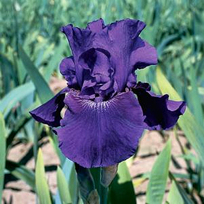 Iris g. 'Rosalie Figge'