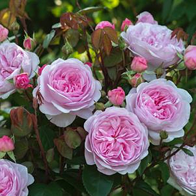 Rosa 'Olivia Rose Austin'