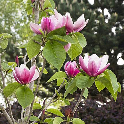 Magnolia x 'Rose Marie'