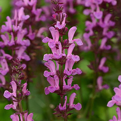 Salvia n. 'Rose Marvel'