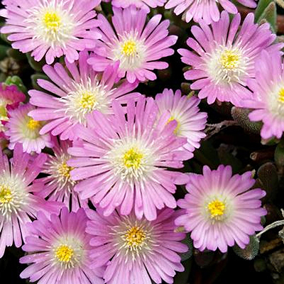 Delosperma c. 'Jewel of the Desert Rose Quartz'