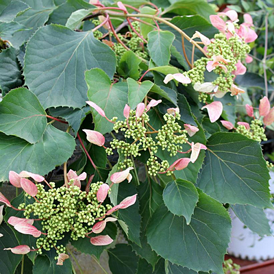 Schizophragma