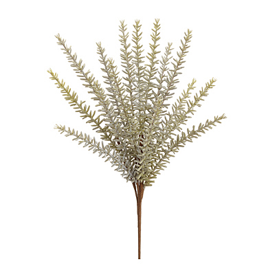 Rosemary Bush Gray-Green