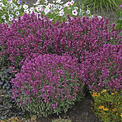 Agastache x 'Rosie Posie'
