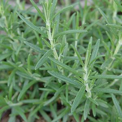 Rosmarinus officinalis 'Arp'