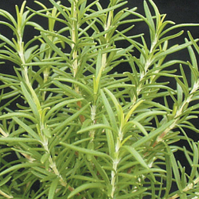 Rosmarinus officinalis 'BBQ'