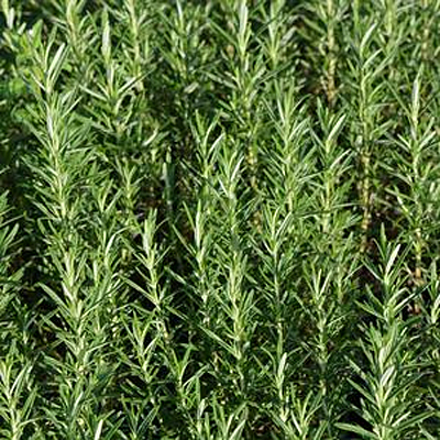 Rosmarinus 'Gorizia'