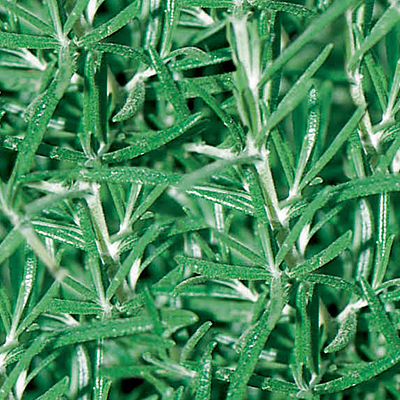 Rosmarinus officinalis