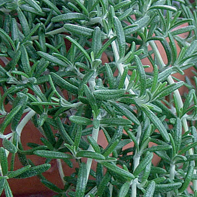 Rosmarinus officinalis 'Prostratus'