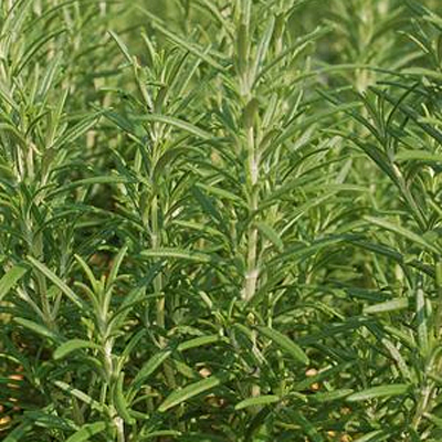 Rosmarinus officinalis 'Salem'