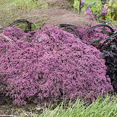 Sedum x 'Rosy Cheeks'