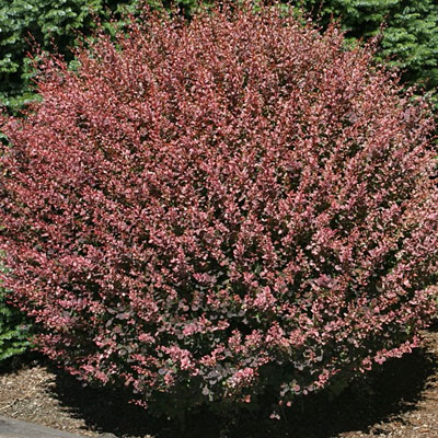 Berberis t. 'Rosy Glow'