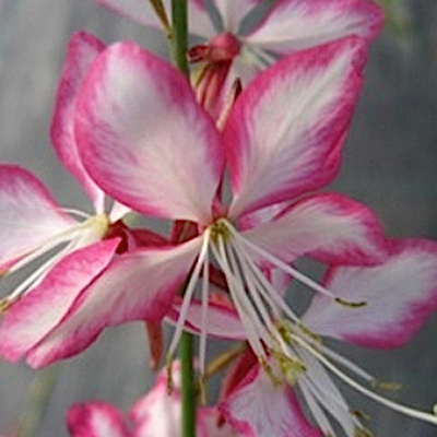 Gaura l. 'Rosy Jane'