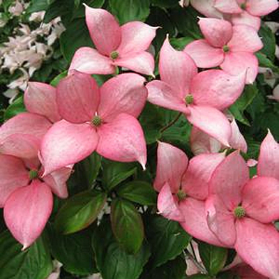 Cornus k. 'Rosy Teacups'