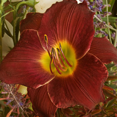 Hemerocallis 'Round Midnight'