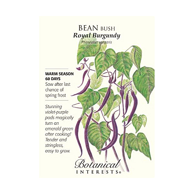 Seeds - BI Bean Bush Royal Burgundy