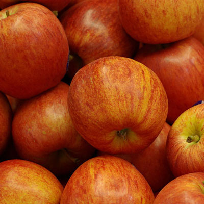 Malus d. 'Royal Gala'