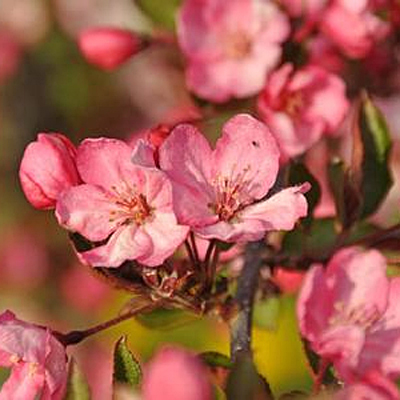 Malus 'Royal Gem'