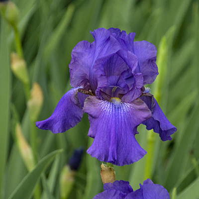 Iris g. 'His Royal Highness'