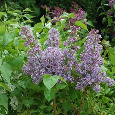 Syringa x h. 'Royal Purple'