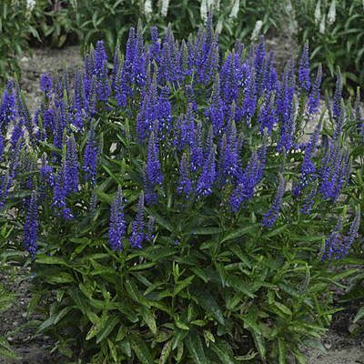 Veronica x 'Royal Rembrandt'