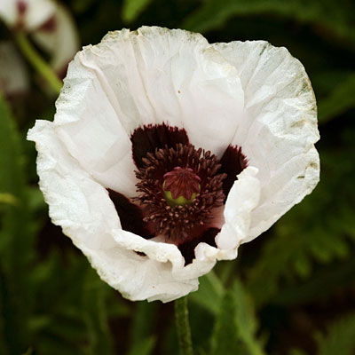 Papaver o. 'Royal Wedding'