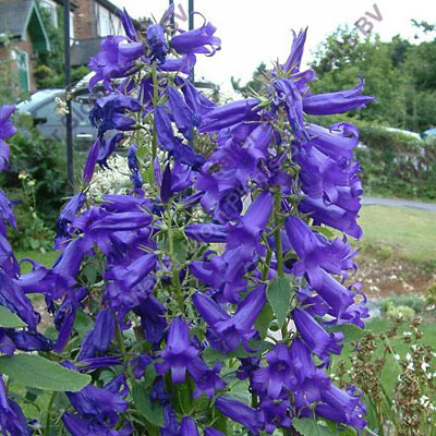 Campanula s. 'Royal Wedding'