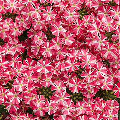 Verbena 'Superbena Royale Cherryburst'
