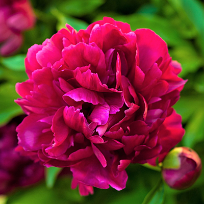 Paeonia officinalis 'Rubra Plena'