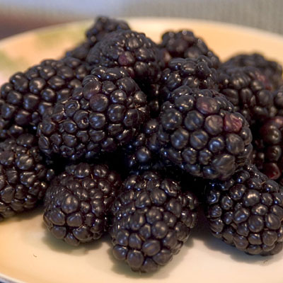 Rubus o. 'Bristol Black'