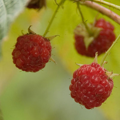 Rubus id. 'Caroline'
