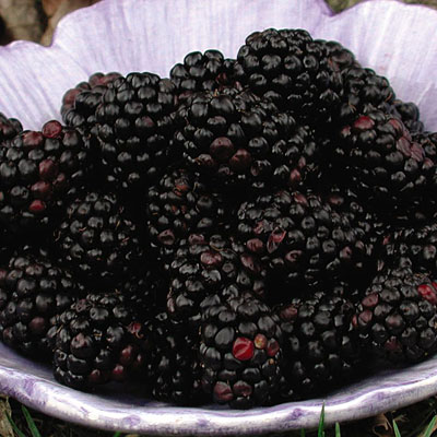 Rubus f. 'Chester'