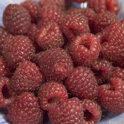 Rubus id. 'Heritage'