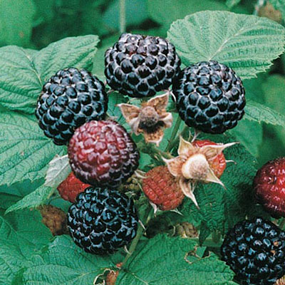 Rubus o. 'Jewel'