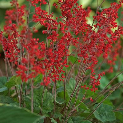 Heuchera s. 'Ruby Bells'
