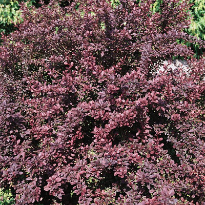 Berberis t. 'Ruby Carousel'