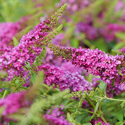 Buddleia d. 'Lo & Behold Ruby Chip'