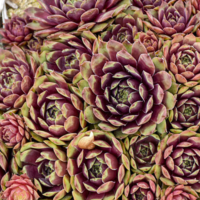 Sempervivum 'Ruby Heart'