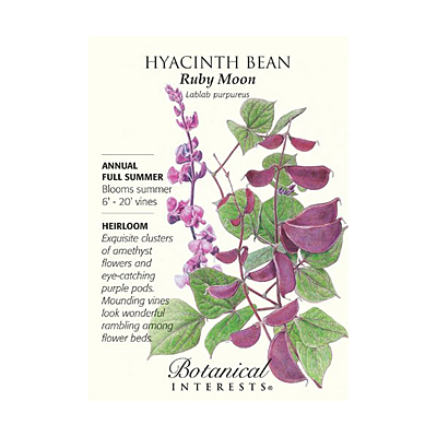 Seeds - BI Hyacinth Bean Ruby Moon