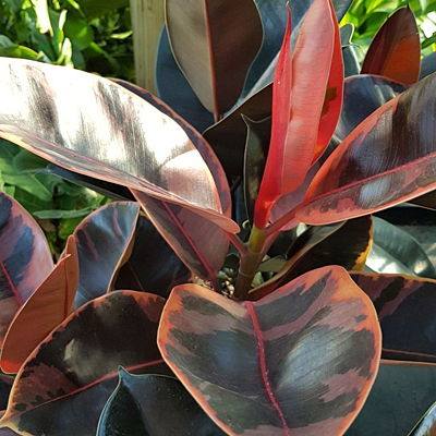 Ficus elastica 'Ruby Red'