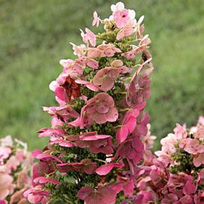 Hydrangea q. 'Ruby Slippers'