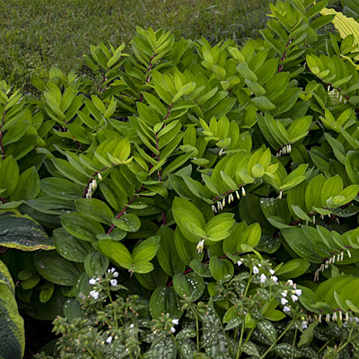 Polygonatum o. 'Ruby Slippers'