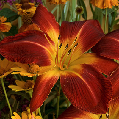 Hemerocallis 'Ruby Spider'