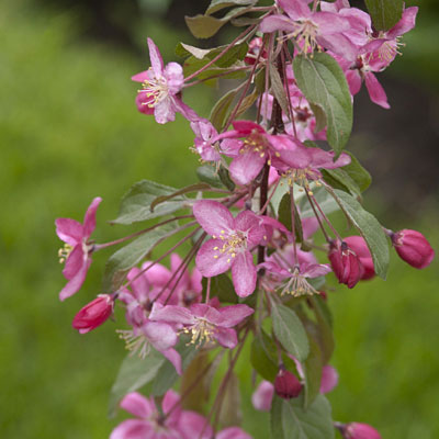 Malus 'Ruby Tears'
