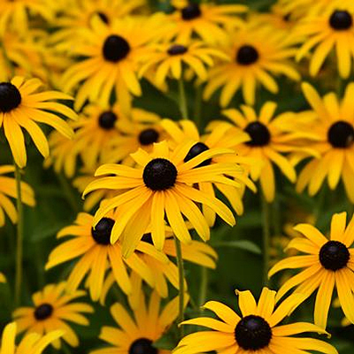 Rudbeckia f. var. deamii