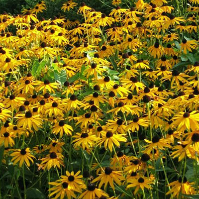 Rudbeckia f. var. fulgida