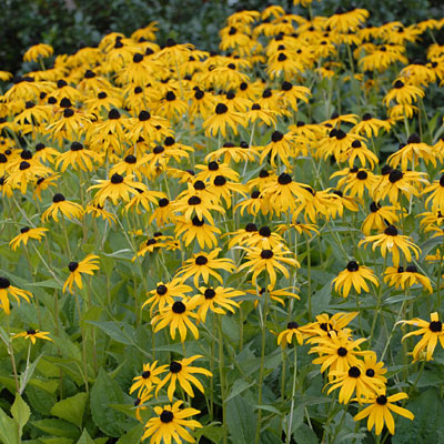 Rudbeckia f. 'Goldsturm'