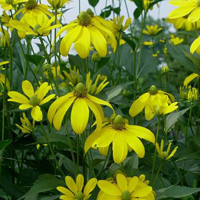 Rudbeckia n. 'Autumn Sun'
